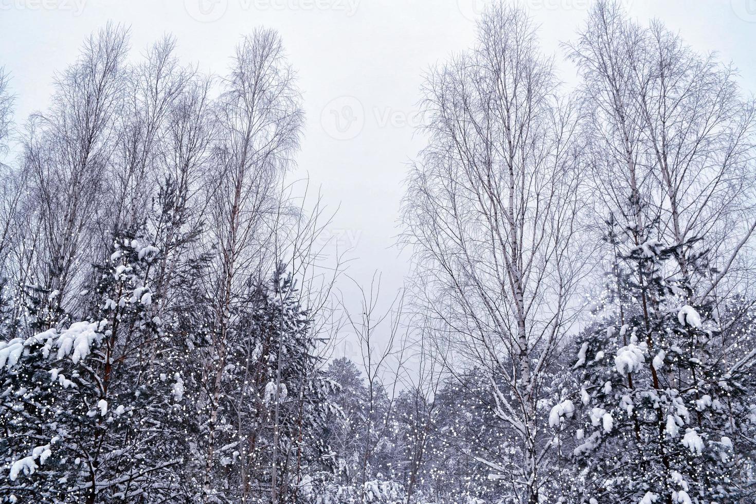 bosque de invierno congelado con árboles cubiertos de nieve. foto