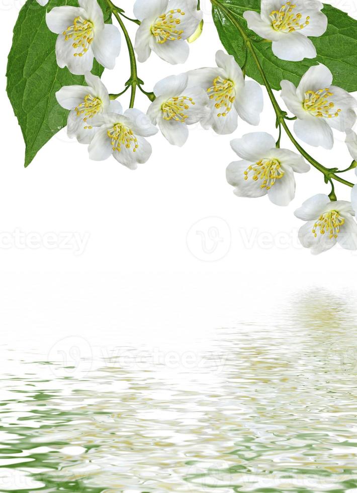 branch of jasmine flowers isolated on white background photo