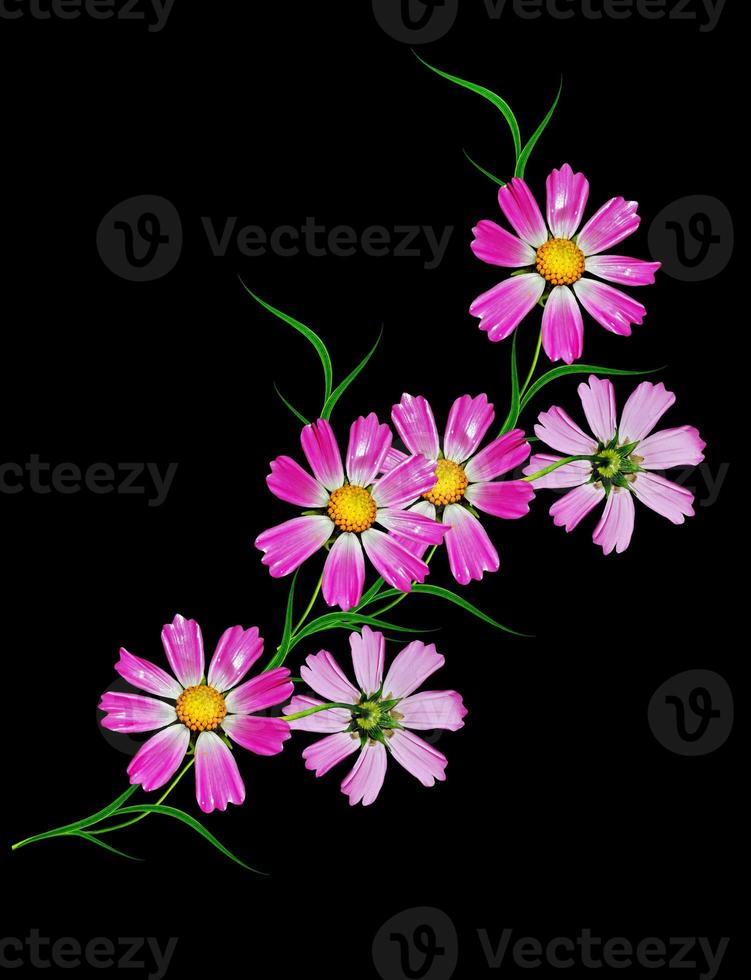 Flowers cosmos isolated on a black background photo