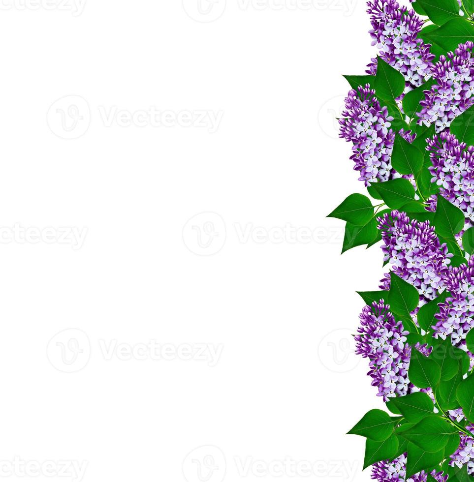lilac flowers. card. photo