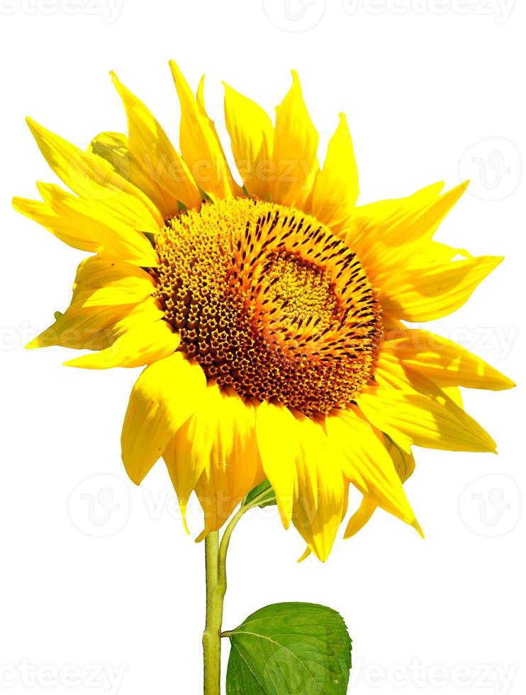 beautiful sunflower isolated on a white background photo