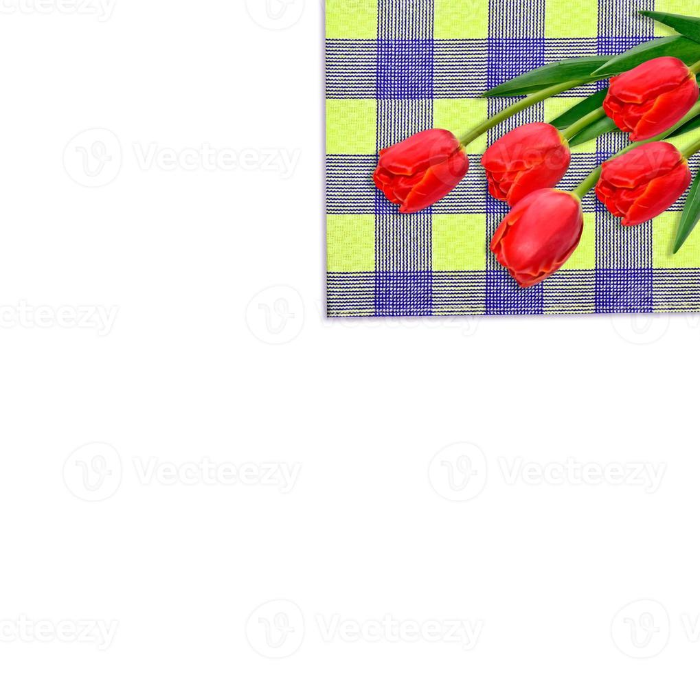 spring flowers tulips isolated on white background. photo
