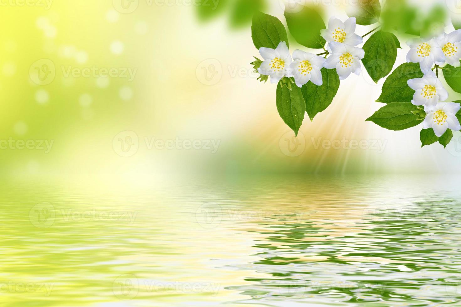 White jasmine The branch delicate spring flowers photo