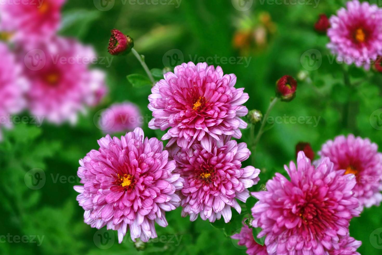 Colorful chrysanthemum flowers on a background of the autumn landscape photo
