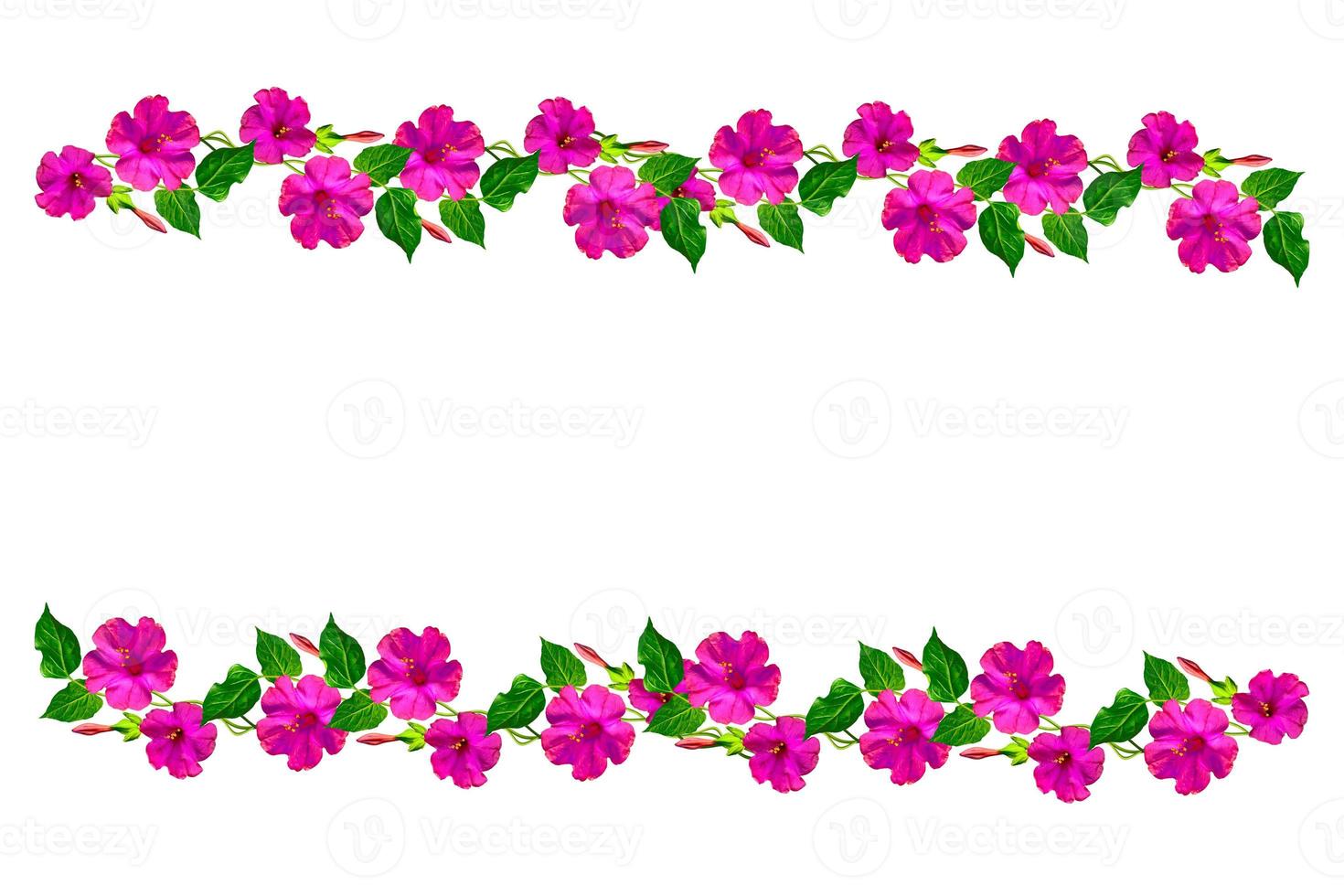 Petunias isolated on a white background. Colorful flowers. photo