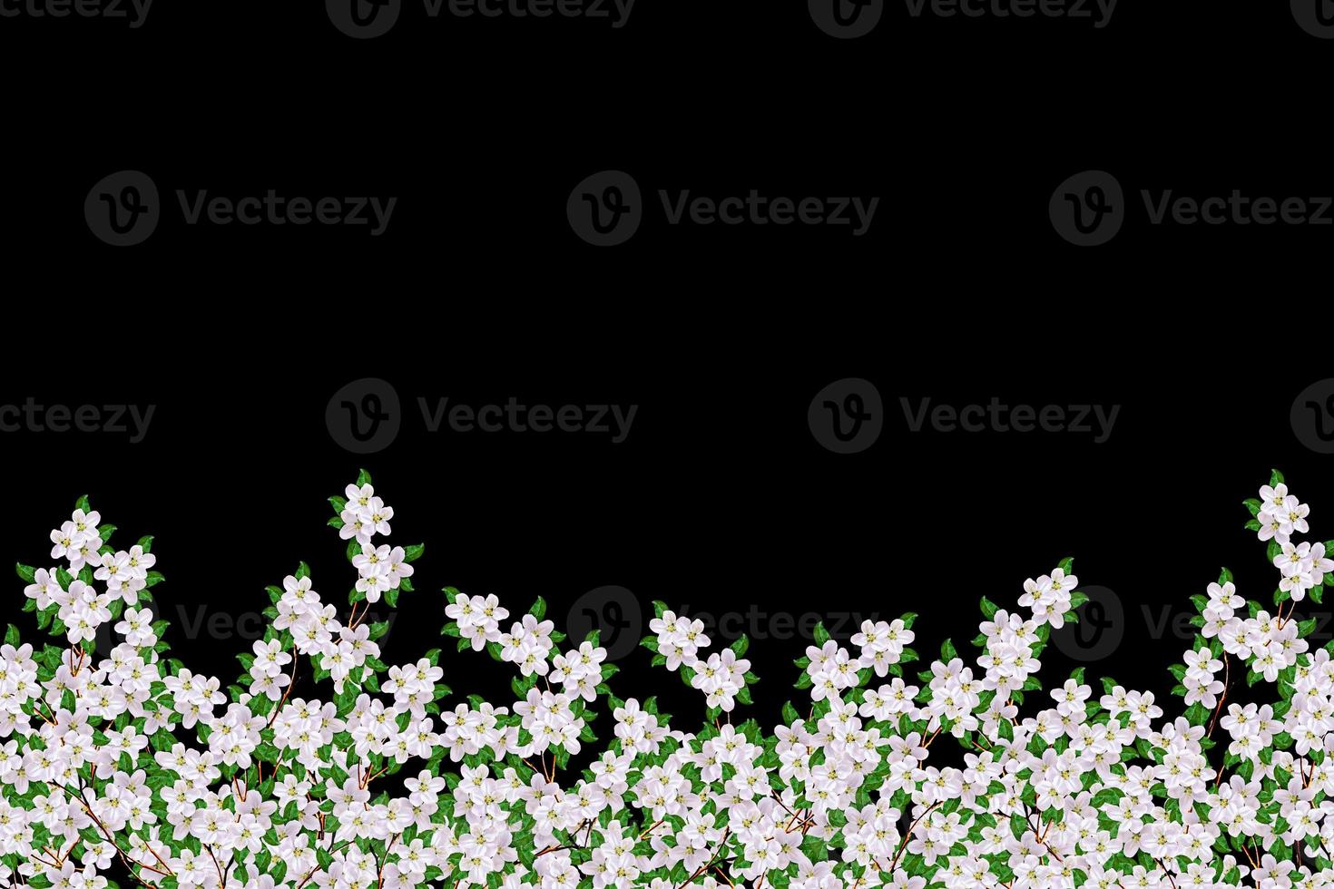 White apple flowers branch photo