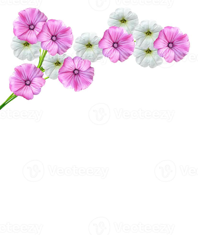 petunia flowers isolated on white background photo