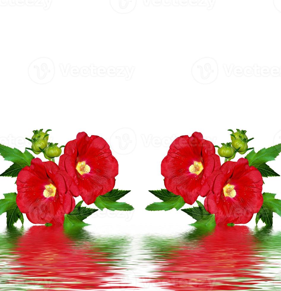 mallow flowers isolated on white background photo
