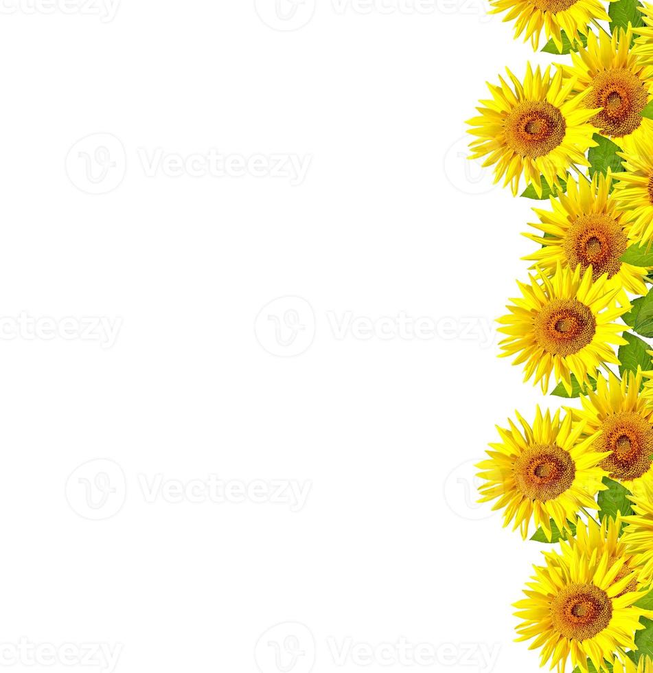 beautiful sunflower isolated photo