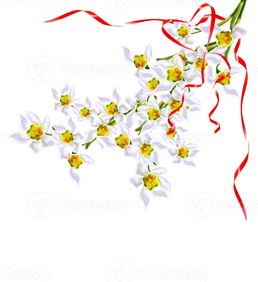 spring flowers snowdrops isolated on white background. photo