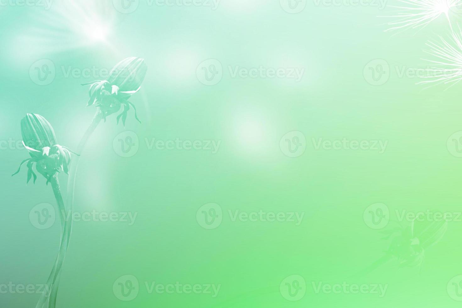 Fluffy dandelion flower against the background of the summer landscape. photo