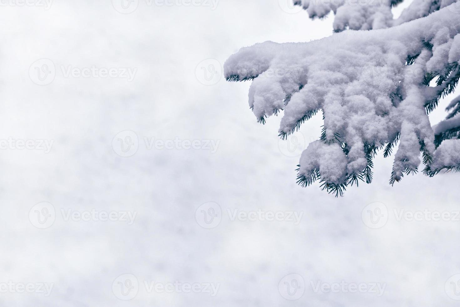 forest in the frost. Winter landscape. Snow covered trees. photo