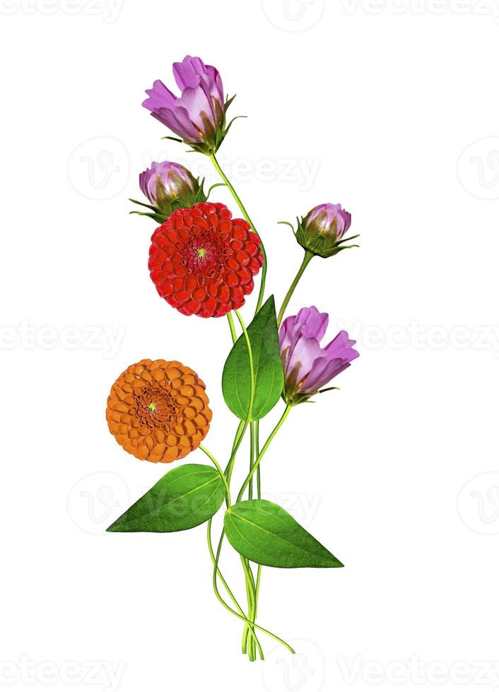 flowers cosmos and dahlias photo