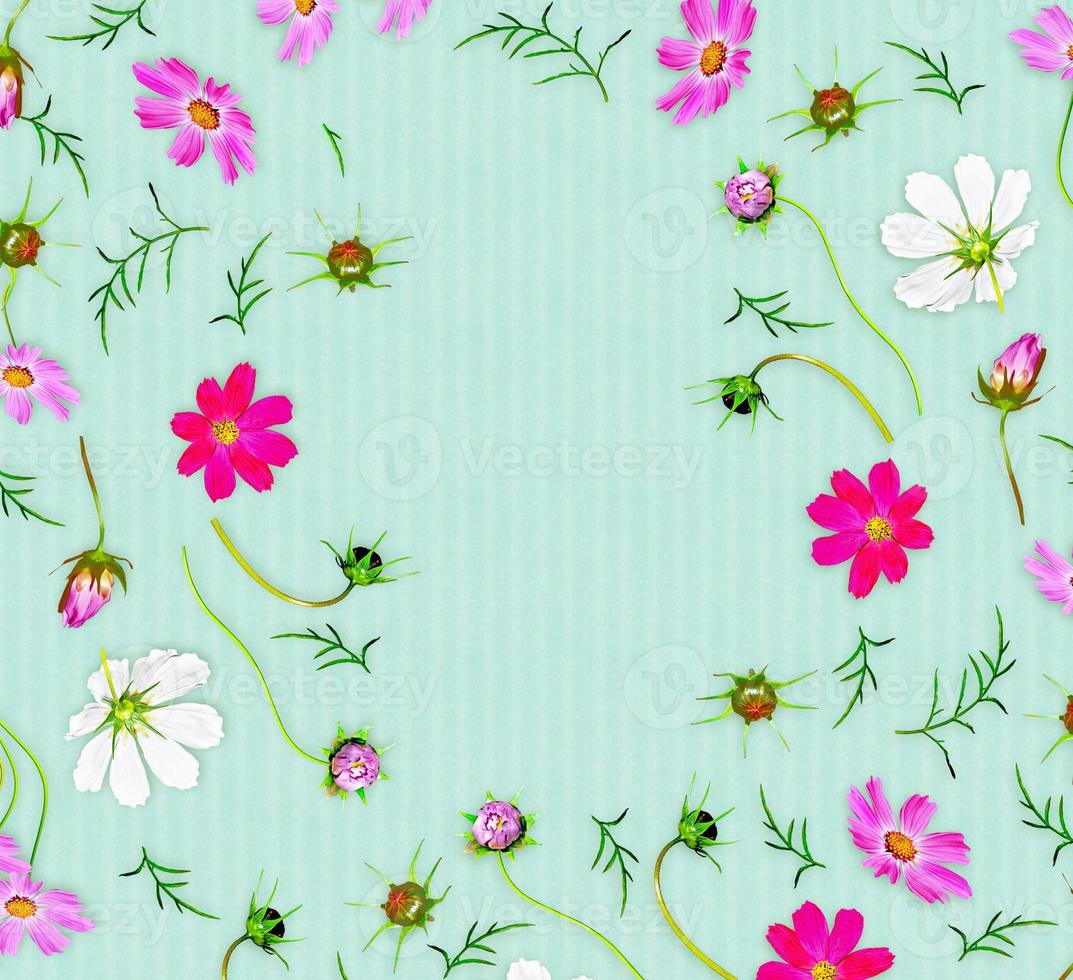 Cosmos flowers. Top view, flat lay. Composition. photo