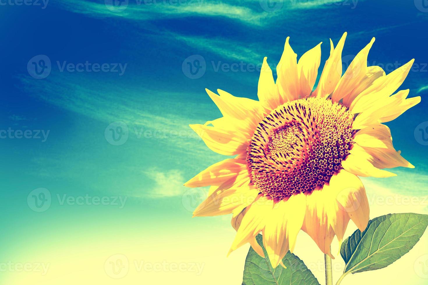 Beautiful sunflower field in summer. yellow flowers photo