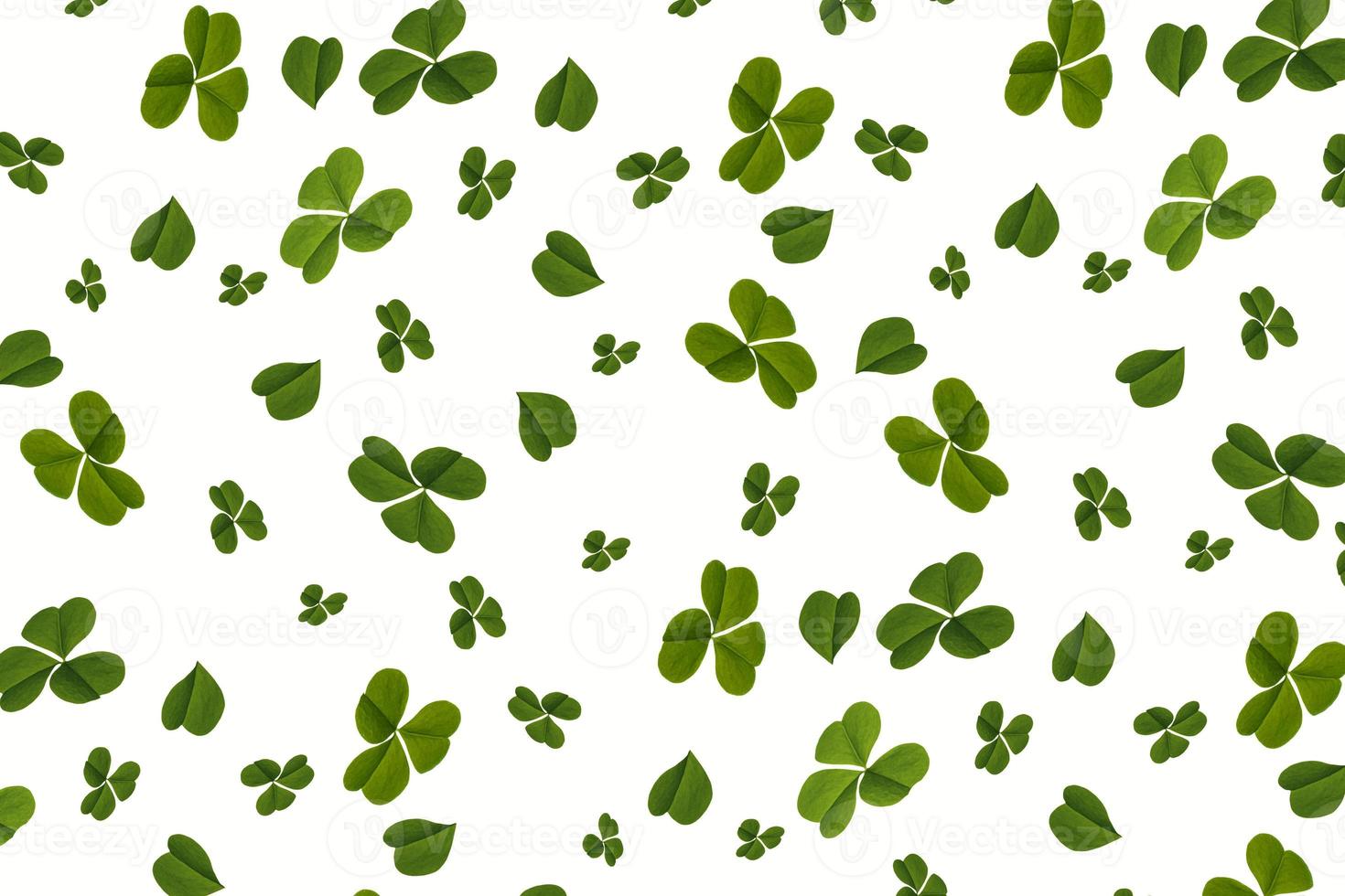 green clover leaves isolated on white background. St.Patrick 's Day photo