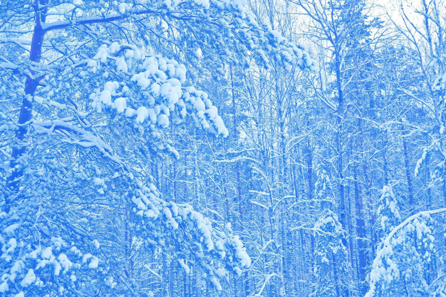 Frozen winter forest with snow covered trees. photo