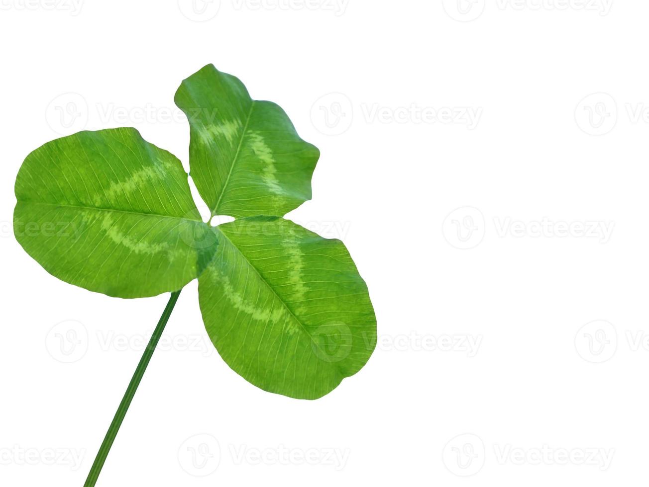 hojas de trébol verde aislado sobre fondo blanco. Día de San Patricio foto