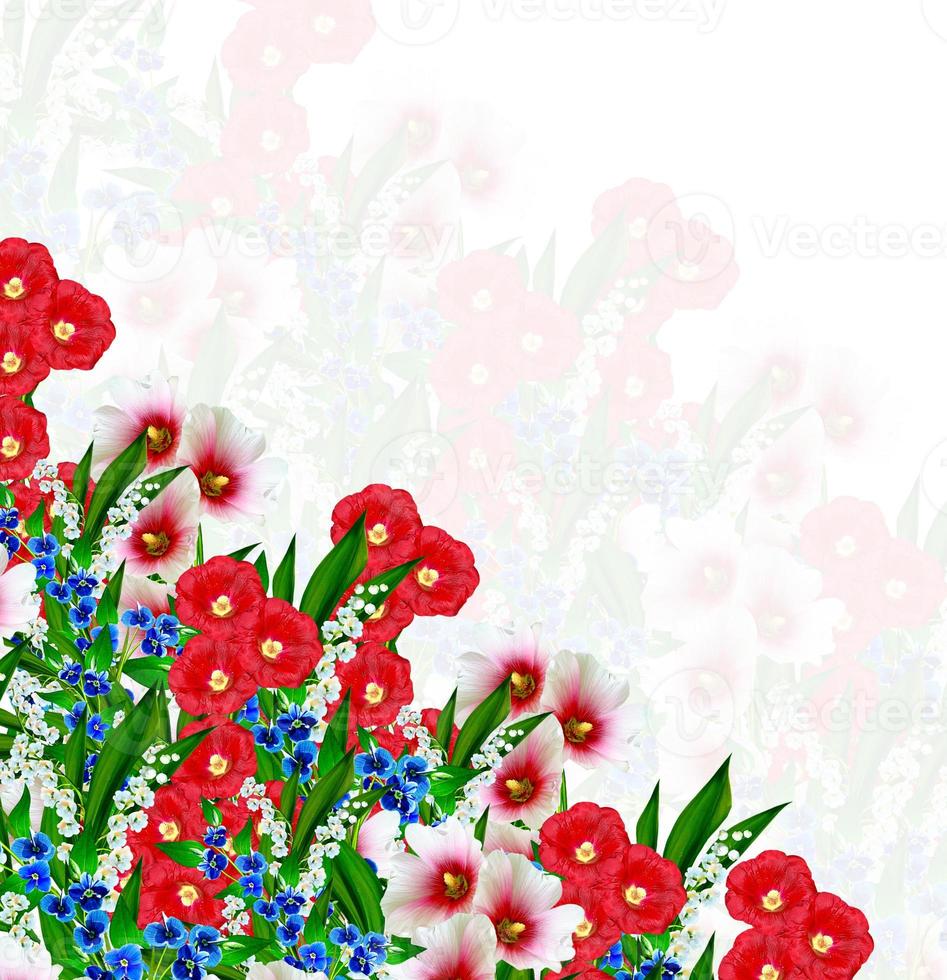 mallow flowers isolated on white background photo