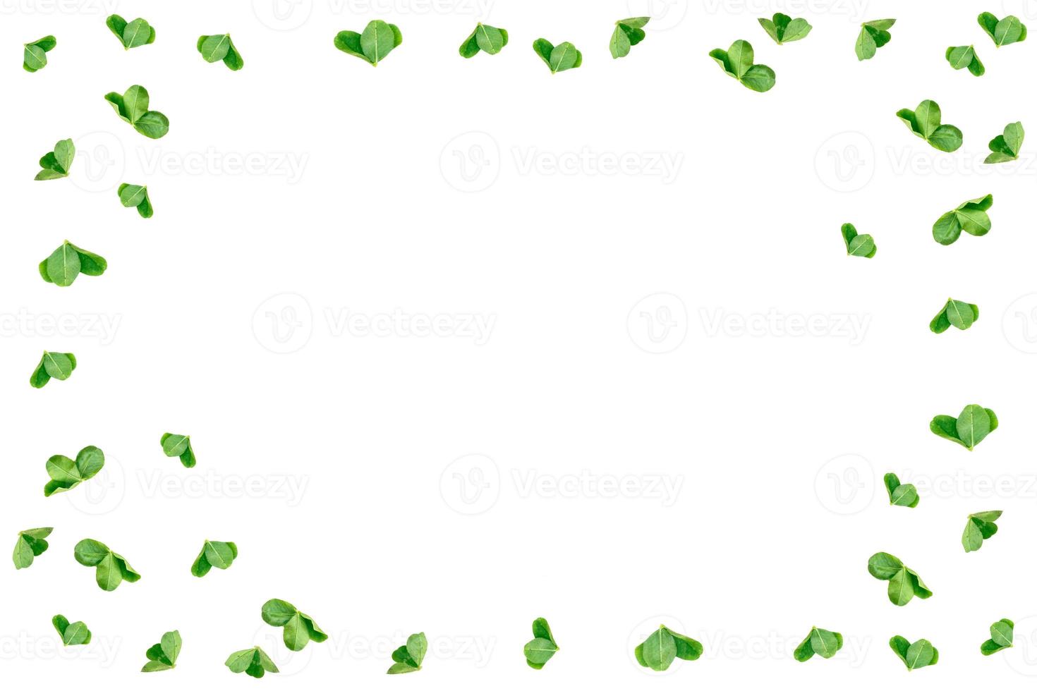 green clover leaves isolated on white background. St.Patrick 's Day photo