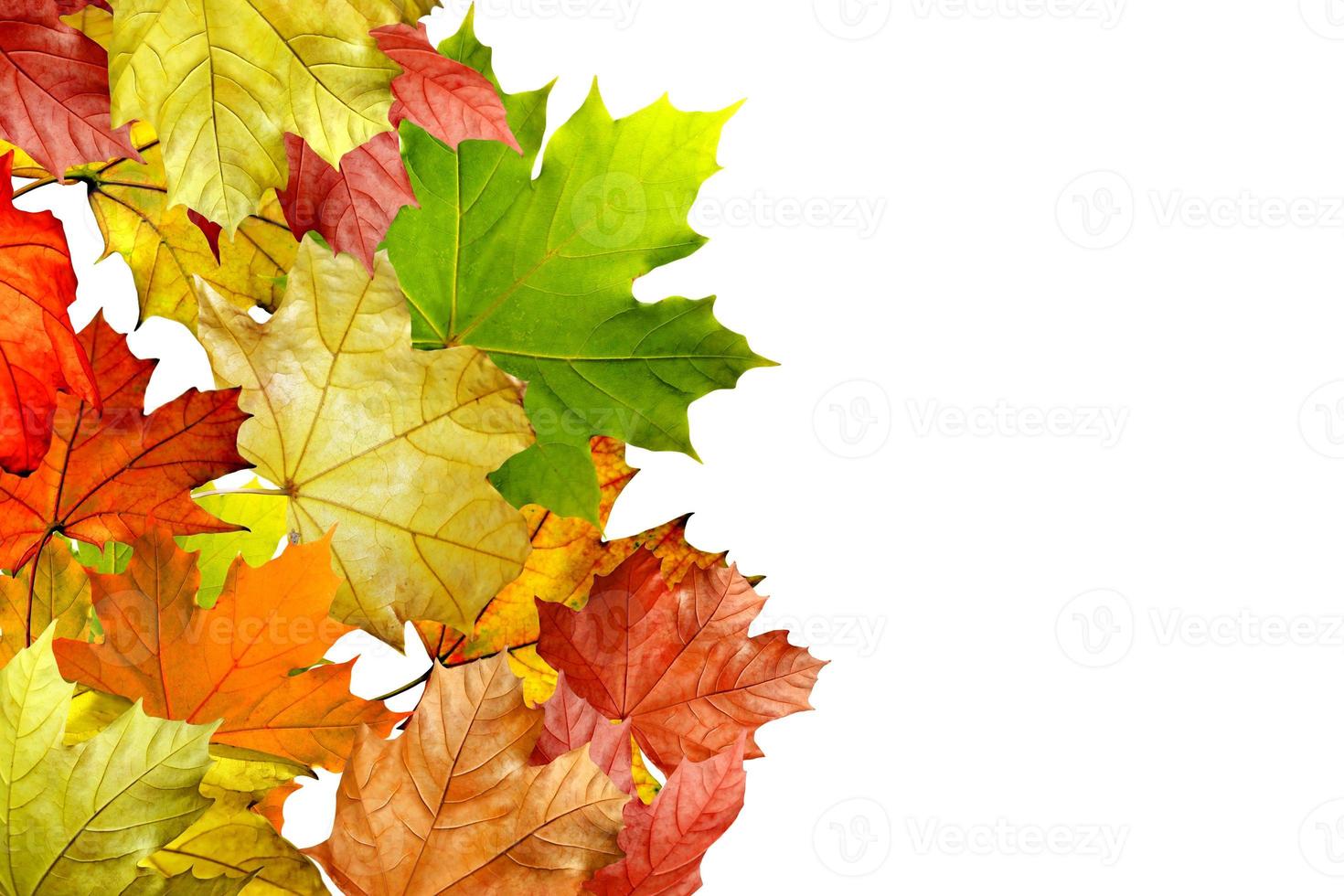 autumn leaves isolated on white background photo