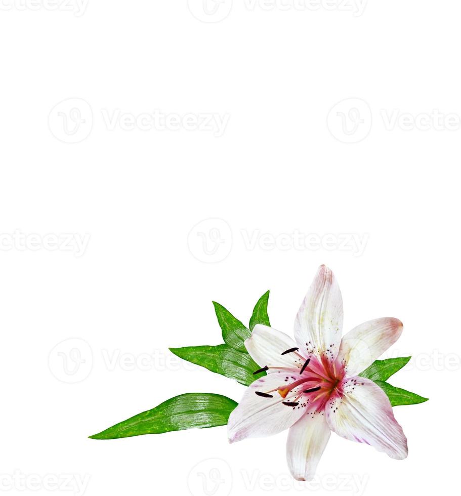 Flower lily isolated on white background. photo