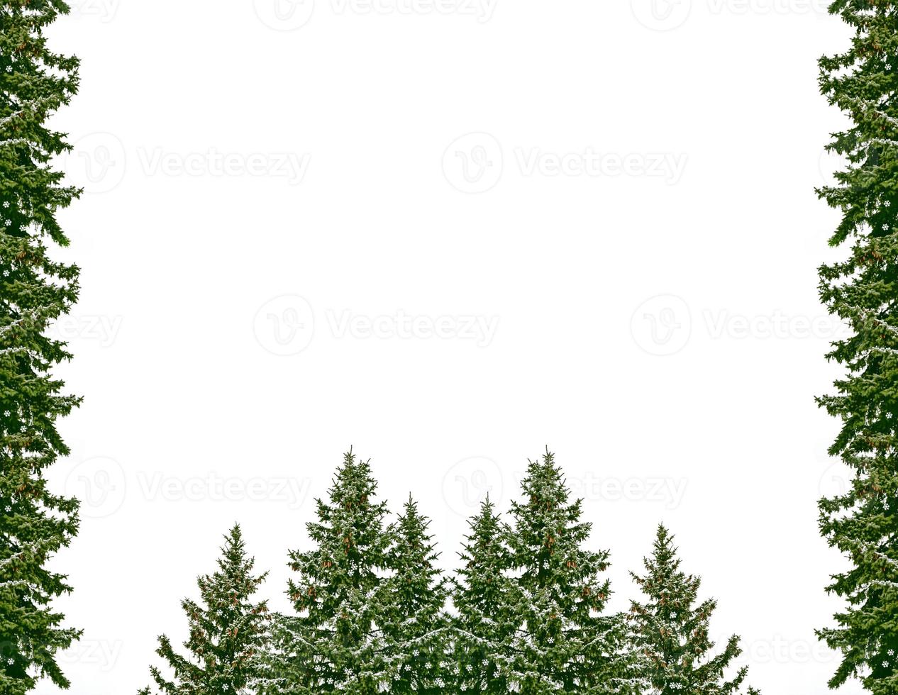 Snow covered trees. fir branch isolated on white background. photo