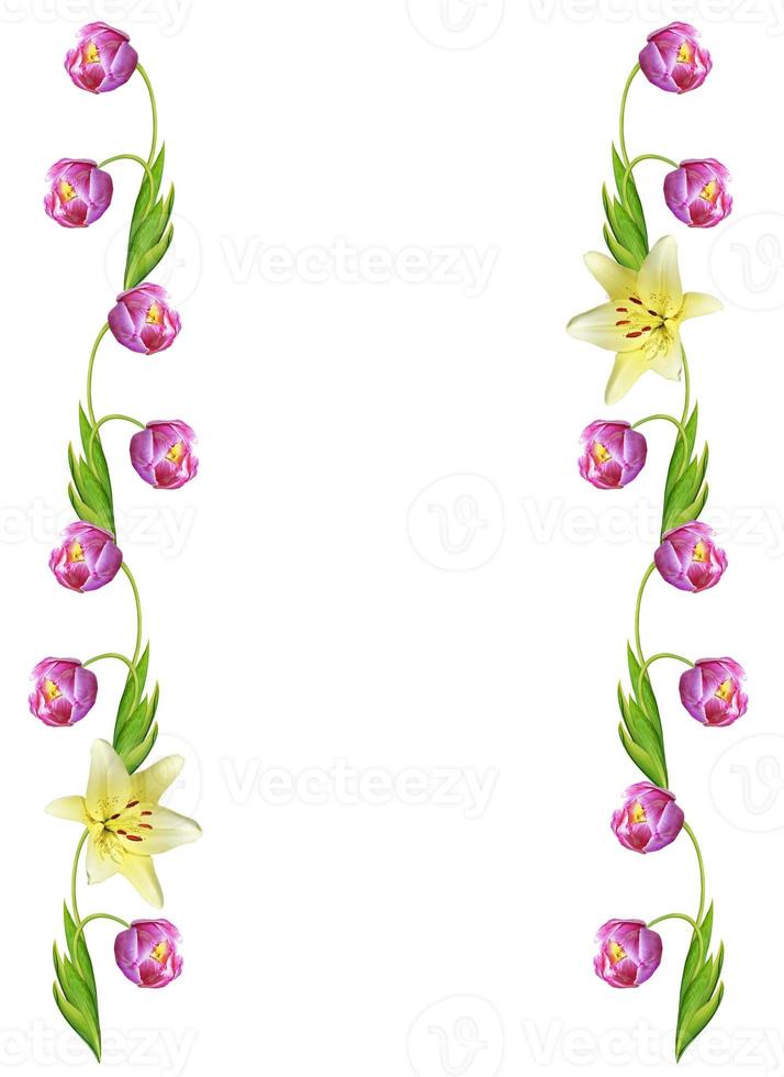 spring flowers tulips isolated on white background photo