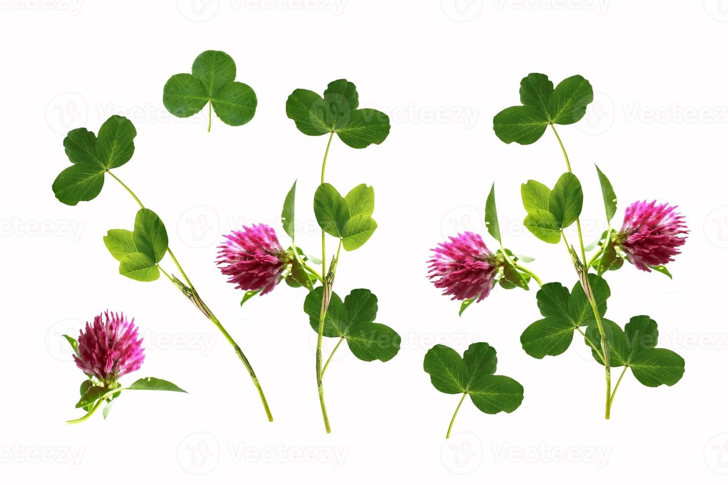 Pink flower clover isolated on white background. photo