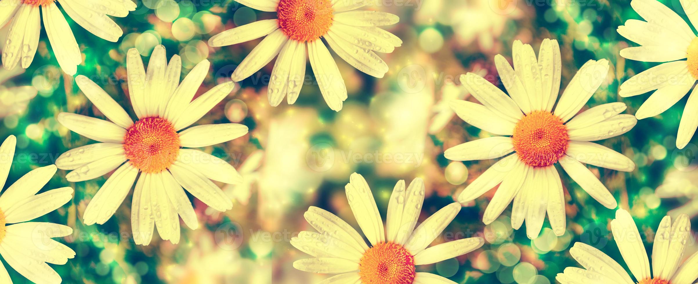 White bright daisy flowers on a background of the summer landscape. photo