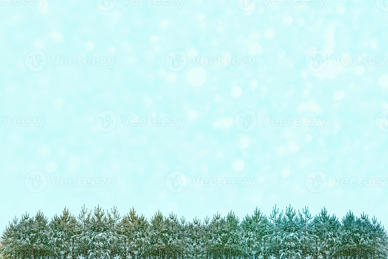 Frozen winter forest with snow covered trees. photo