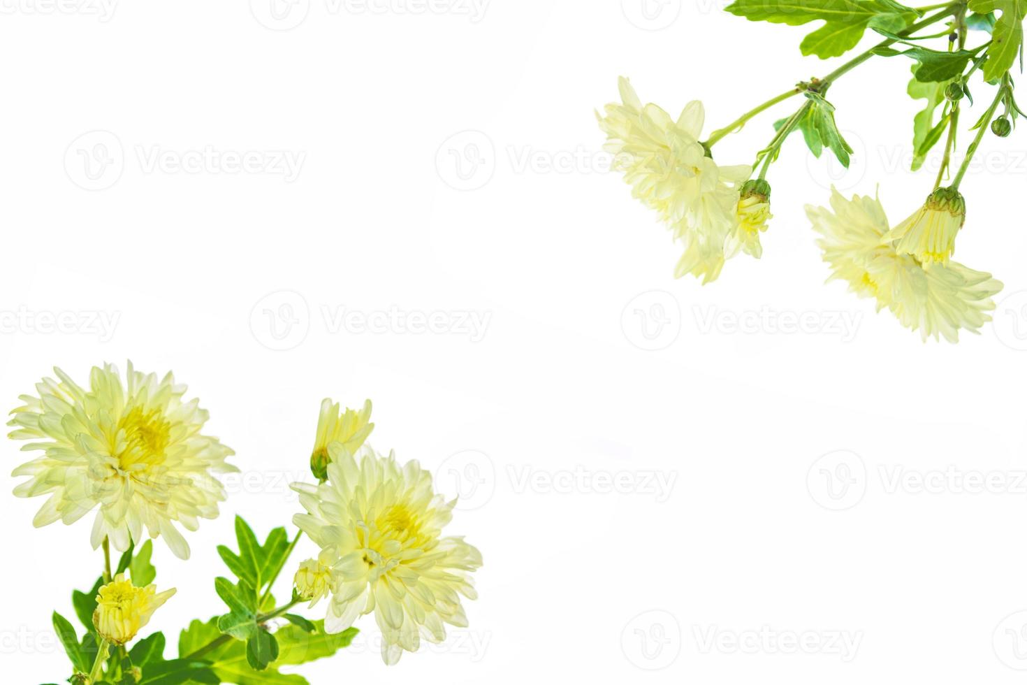 Colorful autumn flowers of chrysanthemum photo