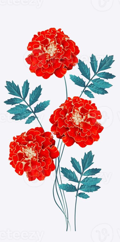 bright colorful flowers marigolds isolated on white background photo