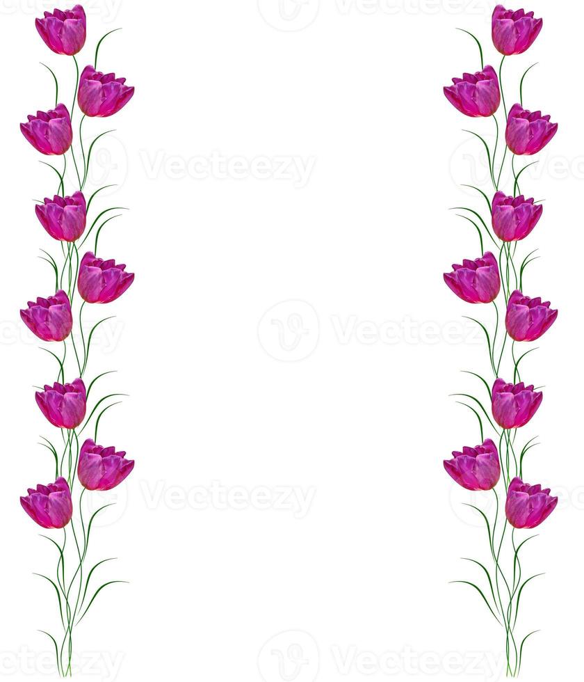 spring flowers tulips photo