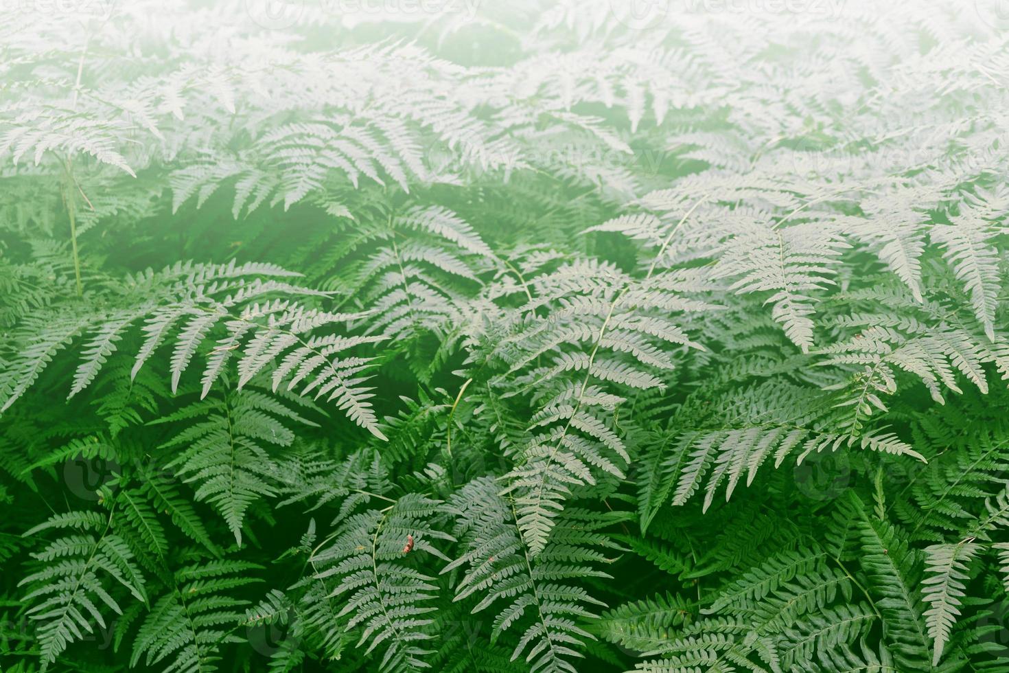 Green leaves of the fern against the background of the summer landscape. photo