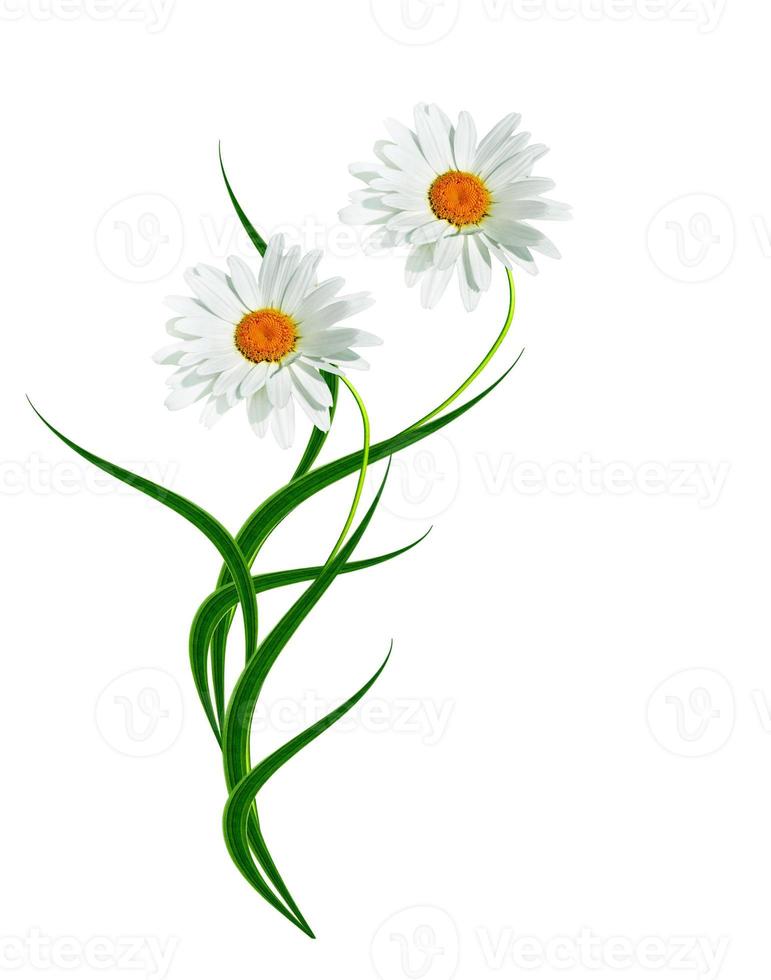 daisies summer white flower isolated on white background photo