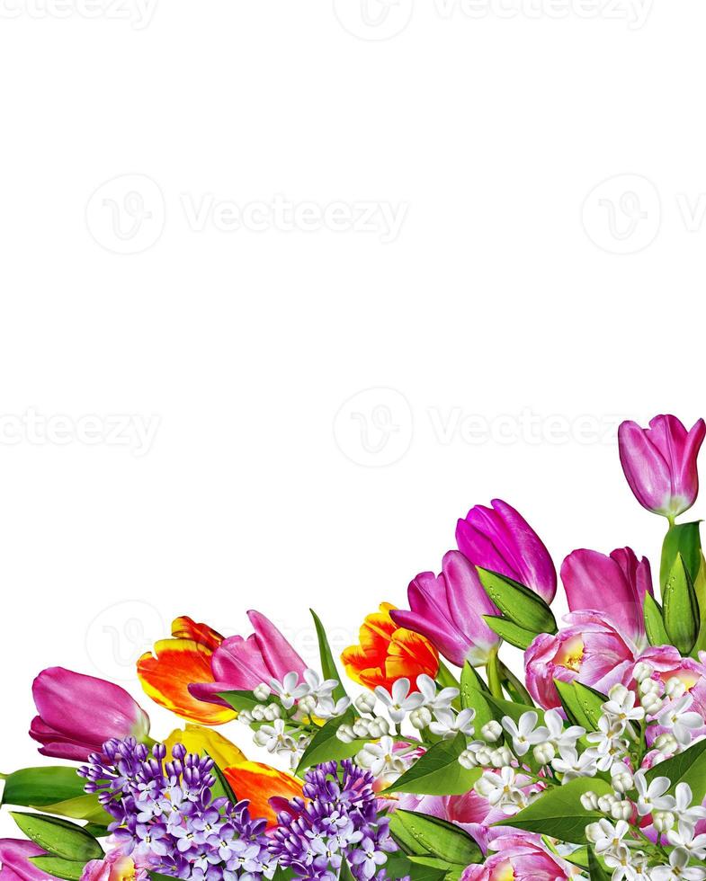 flowers tulips. Nature. photo