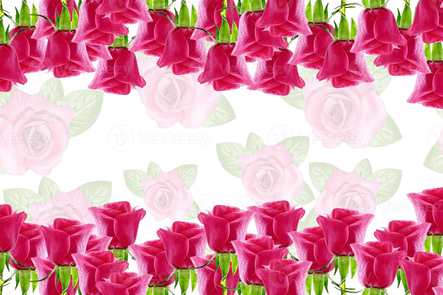 The buds of flowers roses. Holiday card photo