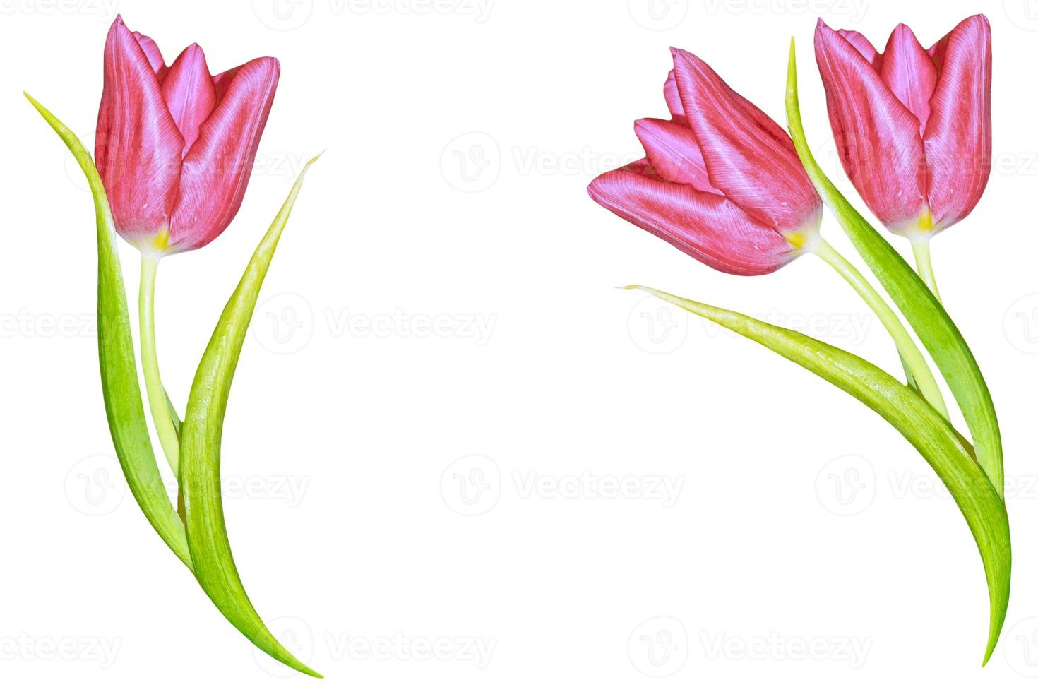 spring flowers tulips photo