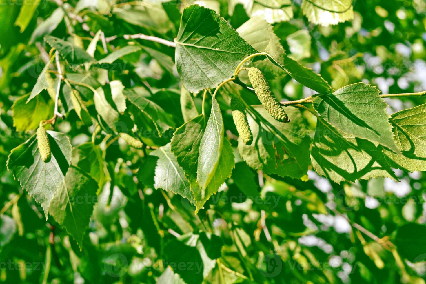 Green birch leaves on a background of the spring landscape. photo