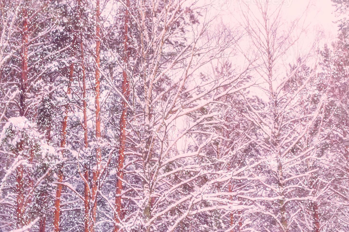forest in the frost. Winter landscape. Snow covered trees. photo
