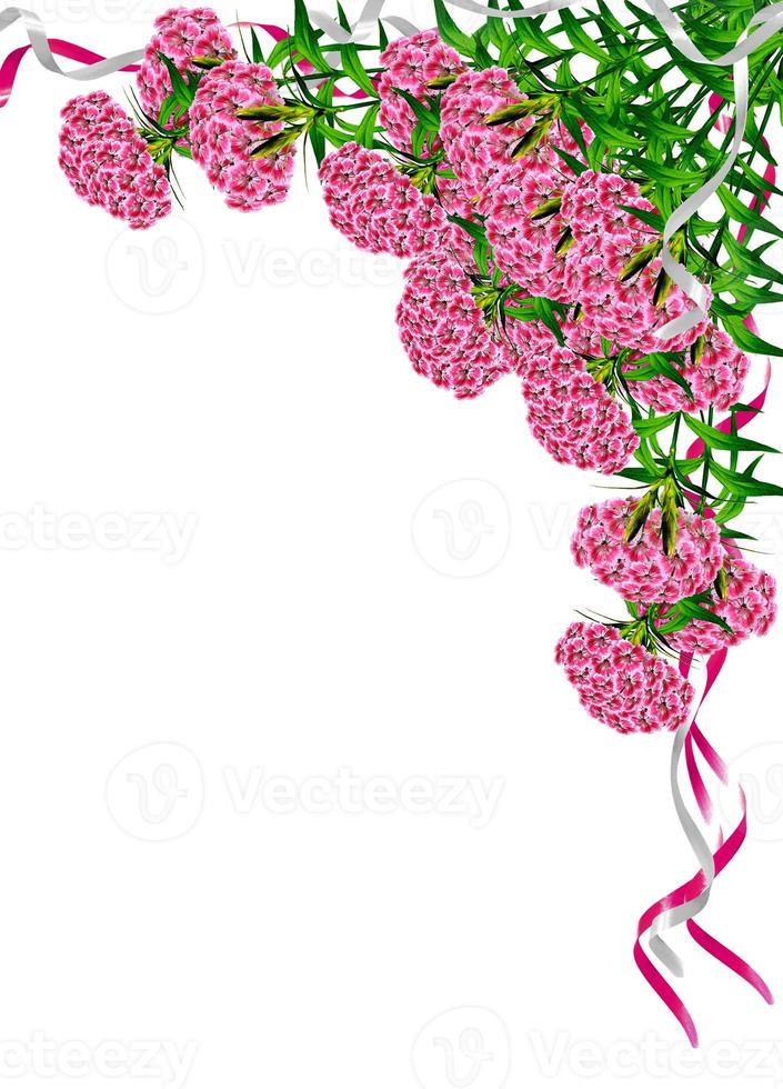 carnation flowers isolated on white background. frame photo