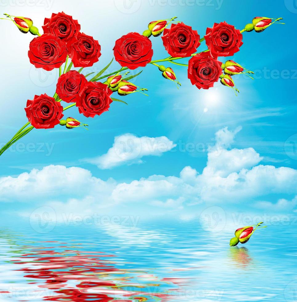 Branch red roses on a background of blue sky with clouds photo