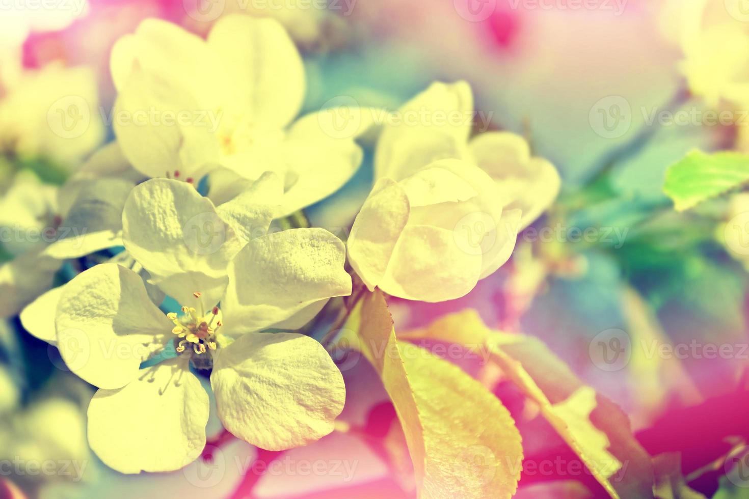 spring landscape. Flowering apple tree. garden. nature photo