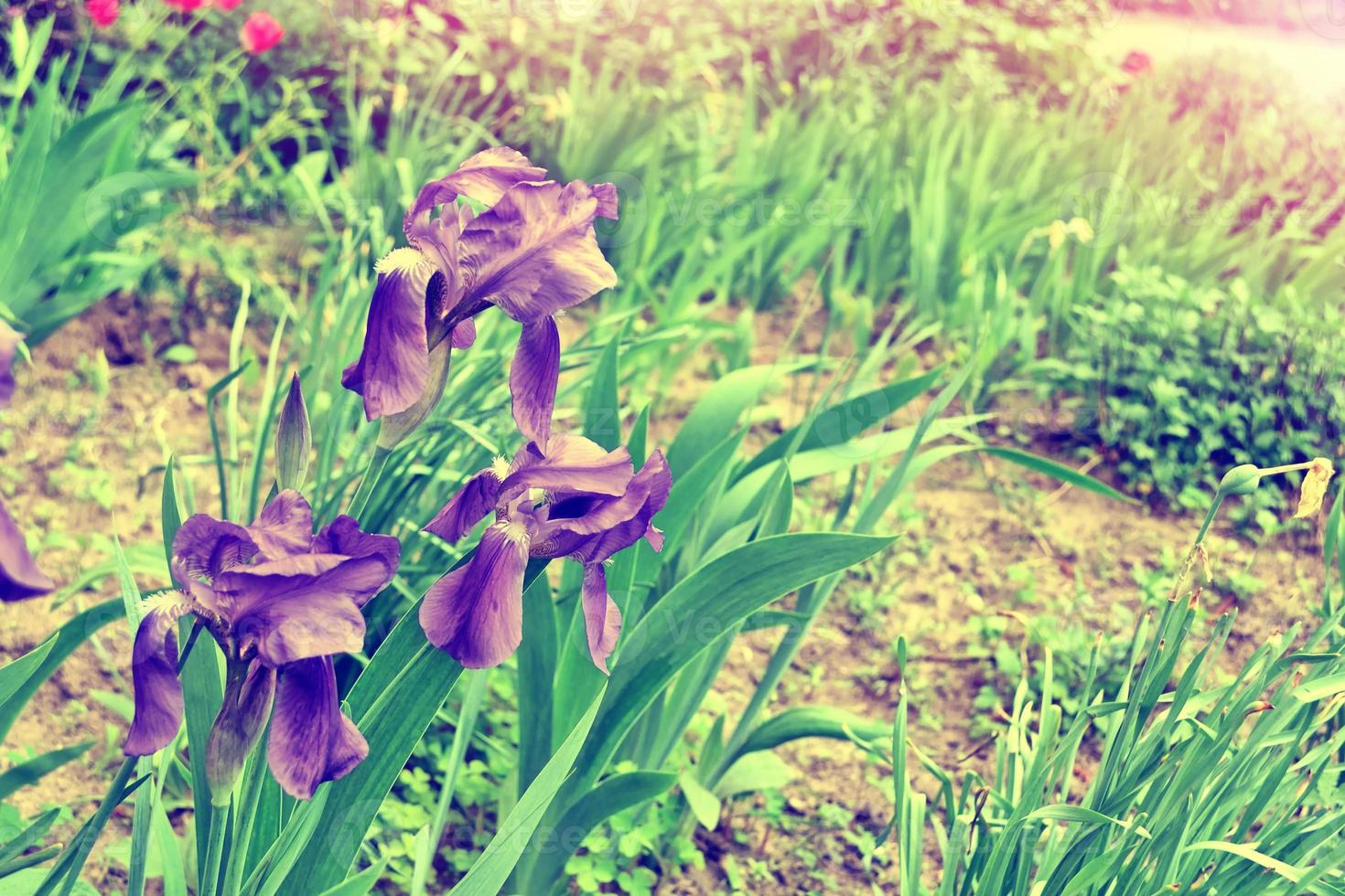 Spring landscape. Blue colorful garden flowers irises photo