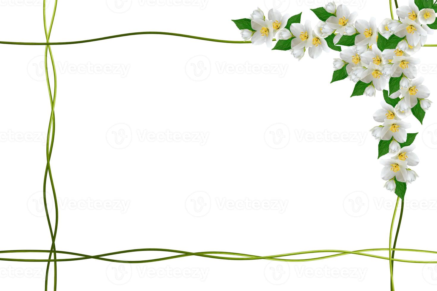 branch of jasmine flowers isolated on white background. spring photo