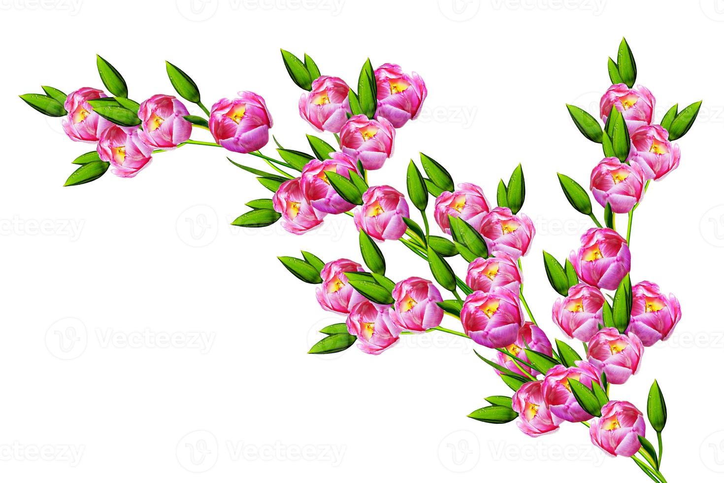 spring flowers tulips isolated on white background. photo