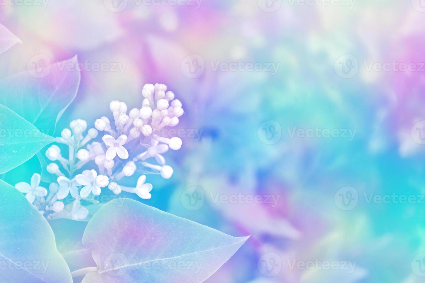 Bunches of flowers of lilac photo