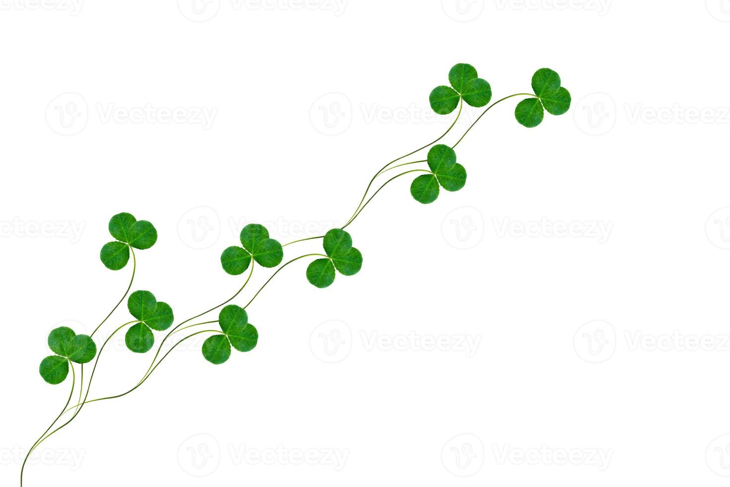 green clover leaves isolated on white background. St.Patrick 's Day photo