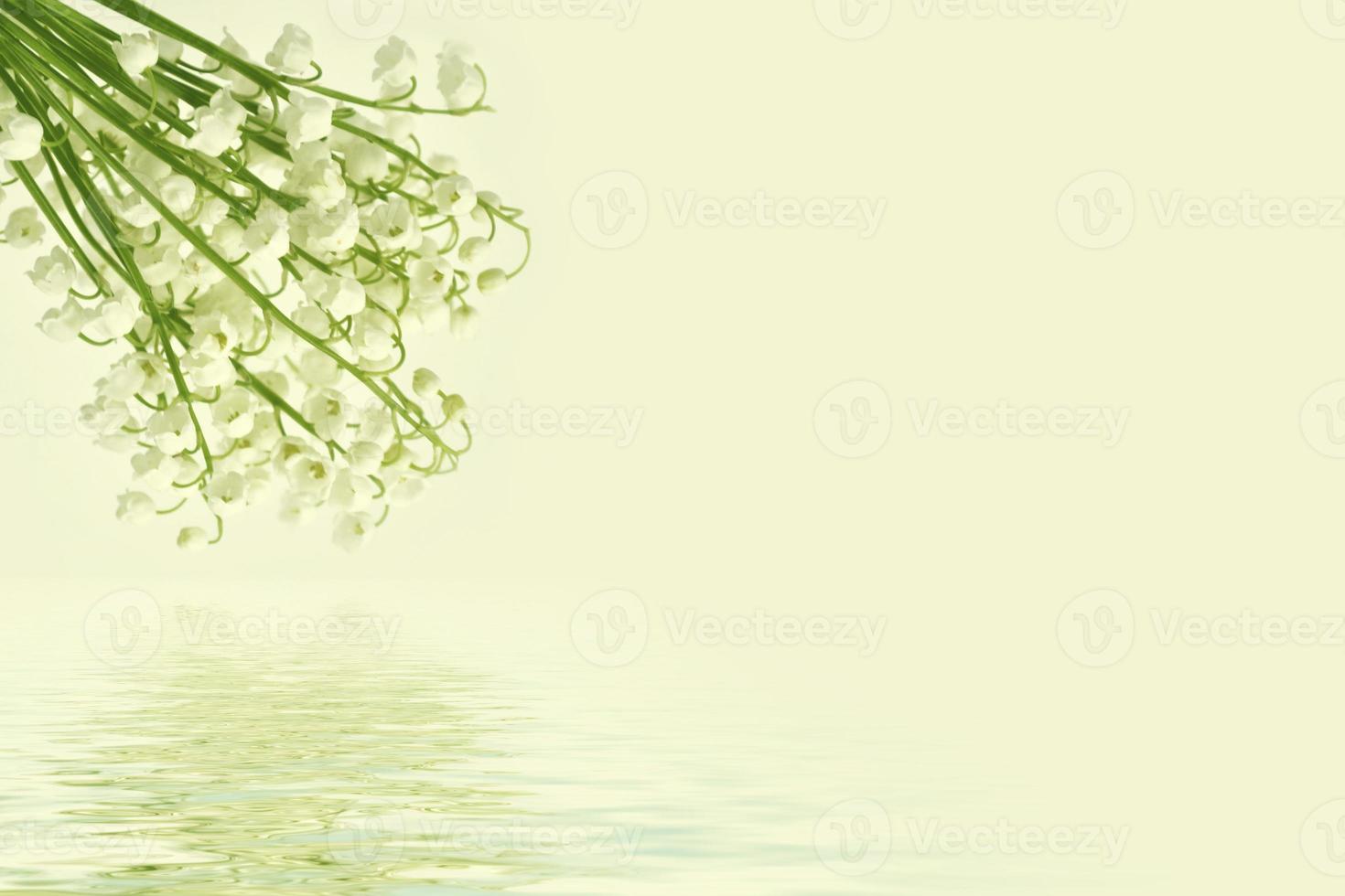 Lily of the valley flower photo